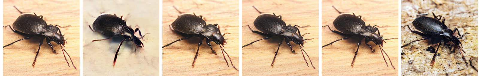 ImageNet NFE=8 Appendix 2