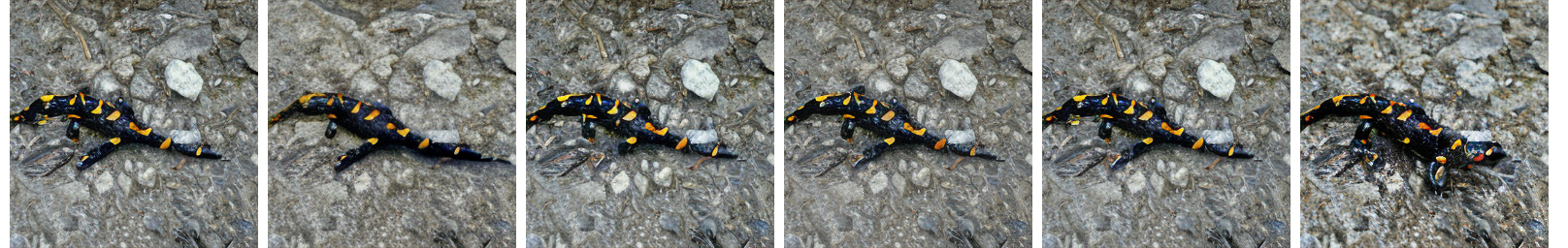 ImageNet NFE=6 Sample 1