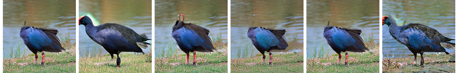 ImageNet NFE=6 Sample 2