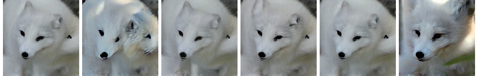 ImageNet NFE=8 Sample 2